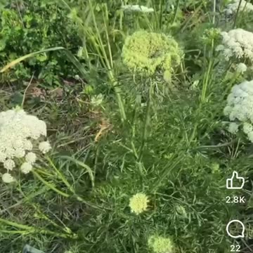 ❤️ Life’s cheat code for Unlimited Carrots!