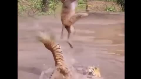 Funny Animals Reaction