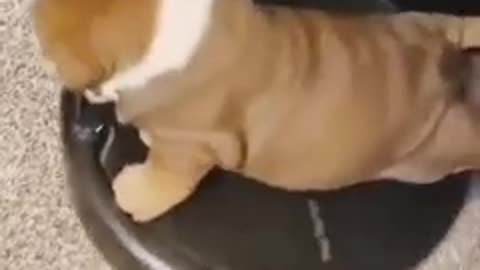 🙏❤️🎉🎉🎉🎊🎊🎊️SWEET AND FUNNY PETS SHOTS 🙏❤️❤️🎉🎉🎉🎊🎊🎊