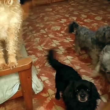 Cuatro perros y un gatito