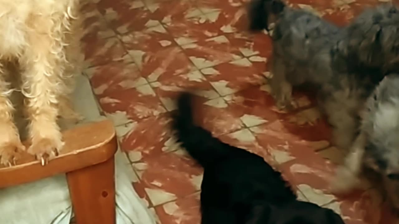 Cuatro perros y un gatito