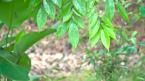 Forest healing music that clears your mind 🎵 Healing music, 3 hours of natural meditation music