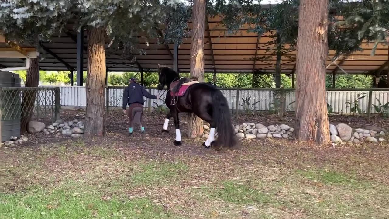 Dressage Friesian Horse