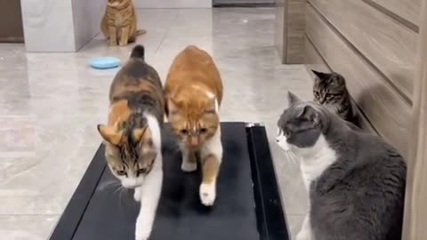 Les chats et le sport
