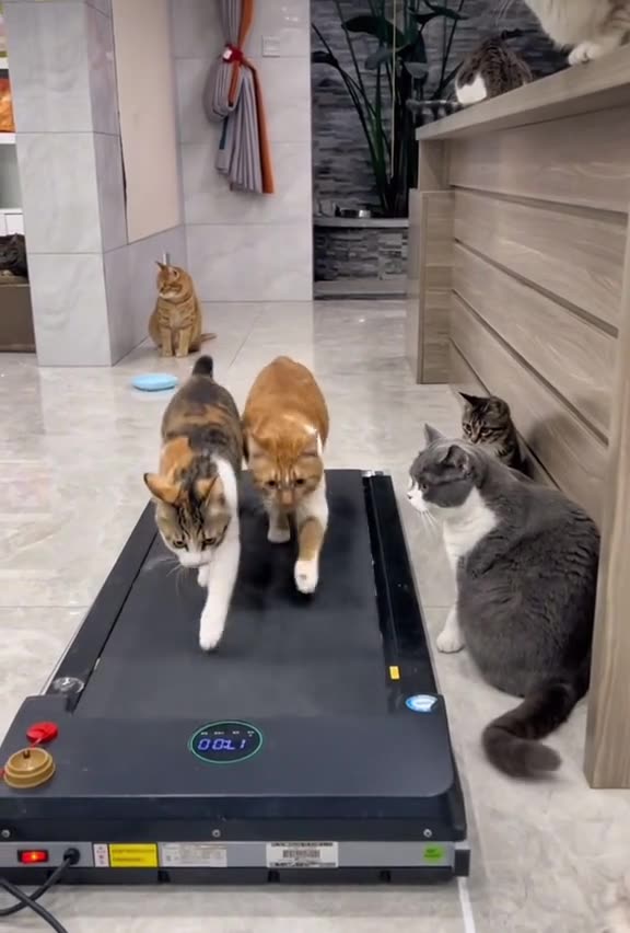 Les chats et le sport