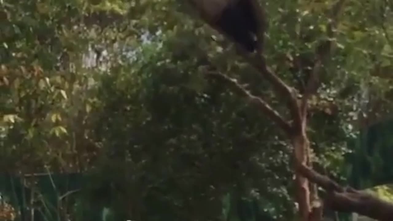 Baby pandas climb trees