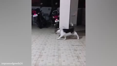 funny cats
