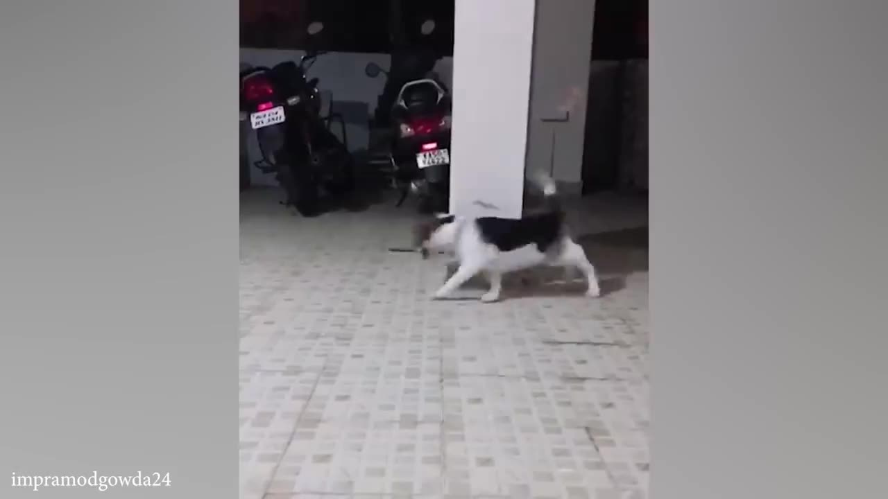 funny cats