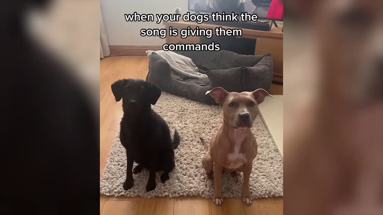 Funniest Animals Video - Best Cats😹 and Dogs🐶 Videos of 2023 !