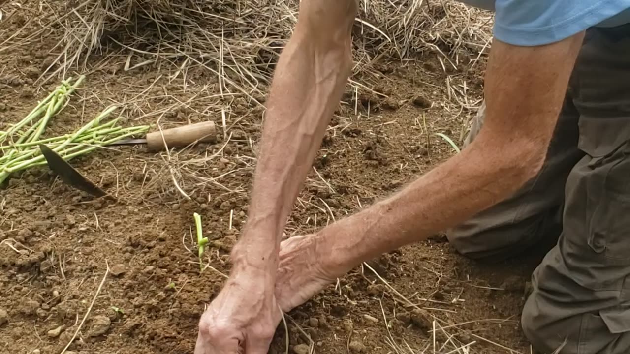 Planting sweet potato slips