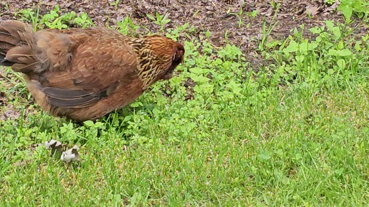 OMC! Brownie out on a windy day - With a guest appearance! #brownie #chickens #hen #shorts #pecking