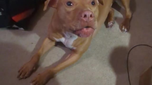 he does not like his derpy sisters big mouth