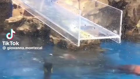 enguin slipped before it could dive