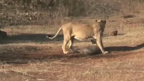 lion attacks pangolin and gets the worst of it