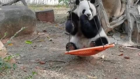 Try Not To Laugh #13: Hilarious Animal Shorts from 2024! 😸🐶#25