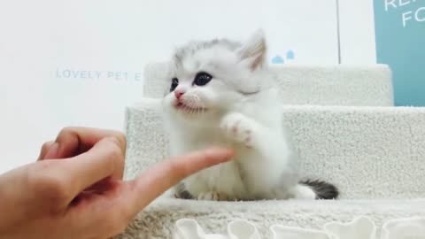 Lovely cutest short leg Munchikn Cat -Kittnes video