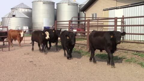 Lot 2 - Schmidt Land & Cattle - 65 Reds, Blacks, Grey & Tan Exotic Cross Steers