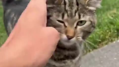 Cute Cat 2022