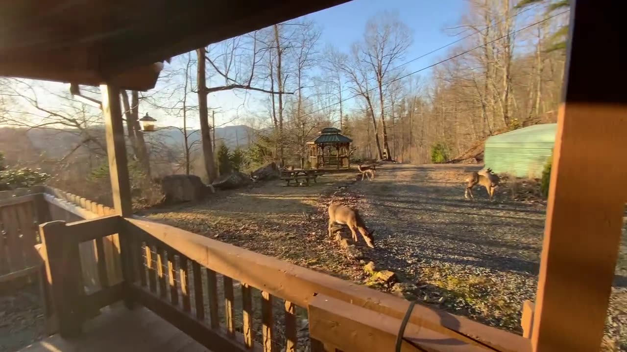 2/5/23 56° Deer 🦌 NW NC at The Treehouse 🌳 Everyone loves grocery shopping day 🍎 🍏 🥜 🥕 🌽 🌻