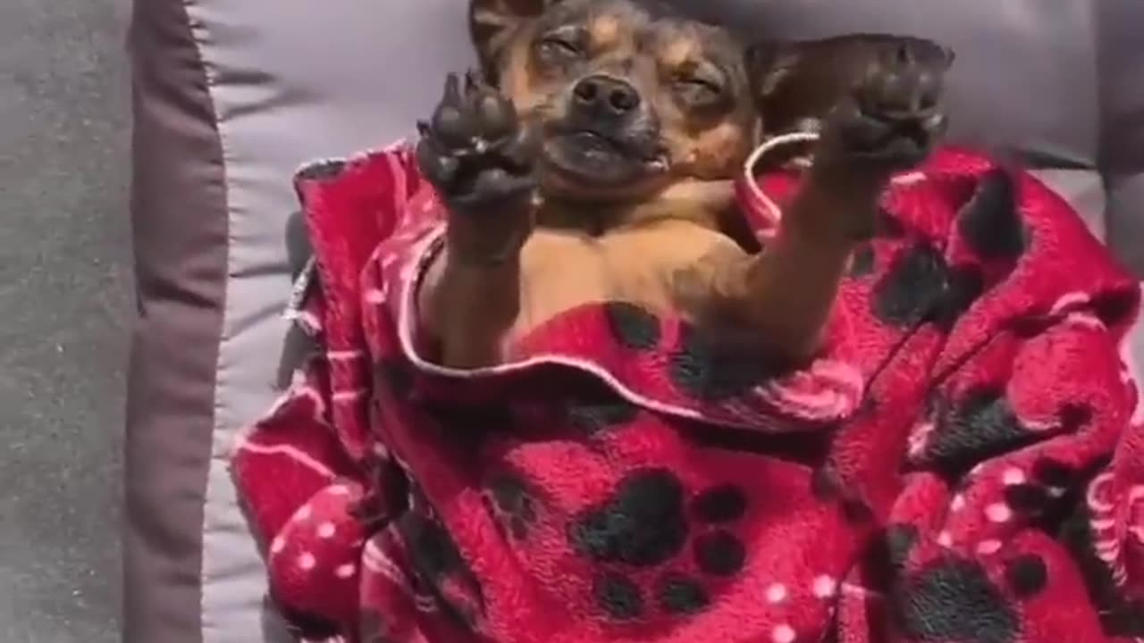 New Funny Videos 2022 😍 Cutest Cats and Dogs 🐱🐶 Part11