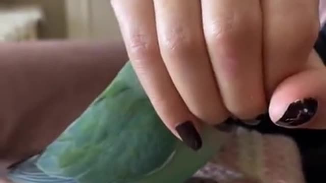 funnyanimals