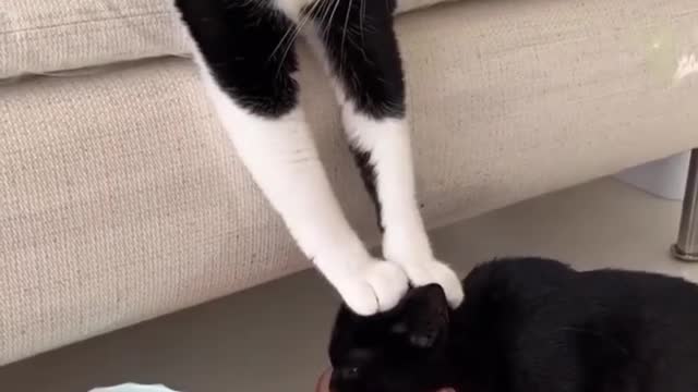 Funny cats funny animals