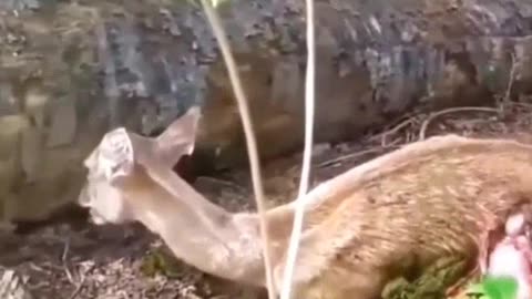 3 scary moment wild animals attack their prey