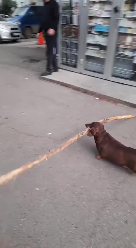 Carrying a big stick 😂😂