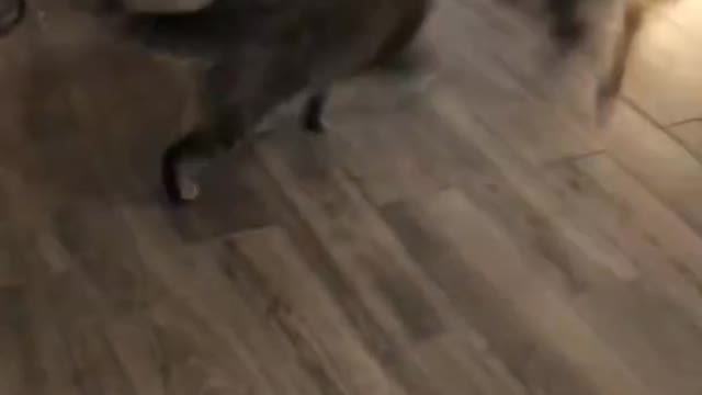 Funny cat and dog fights 👊