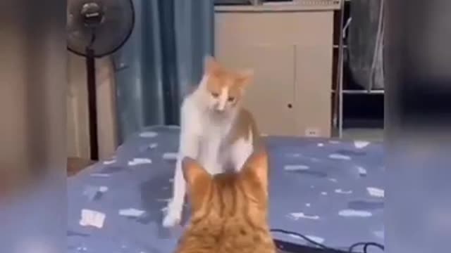 CAT FUNNY VIDEO
