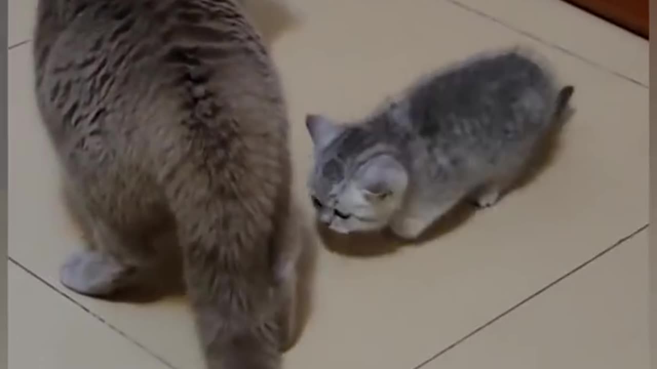 Two cats are fighting