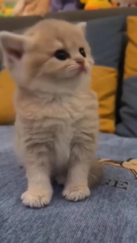 Cute funny Cat 😺