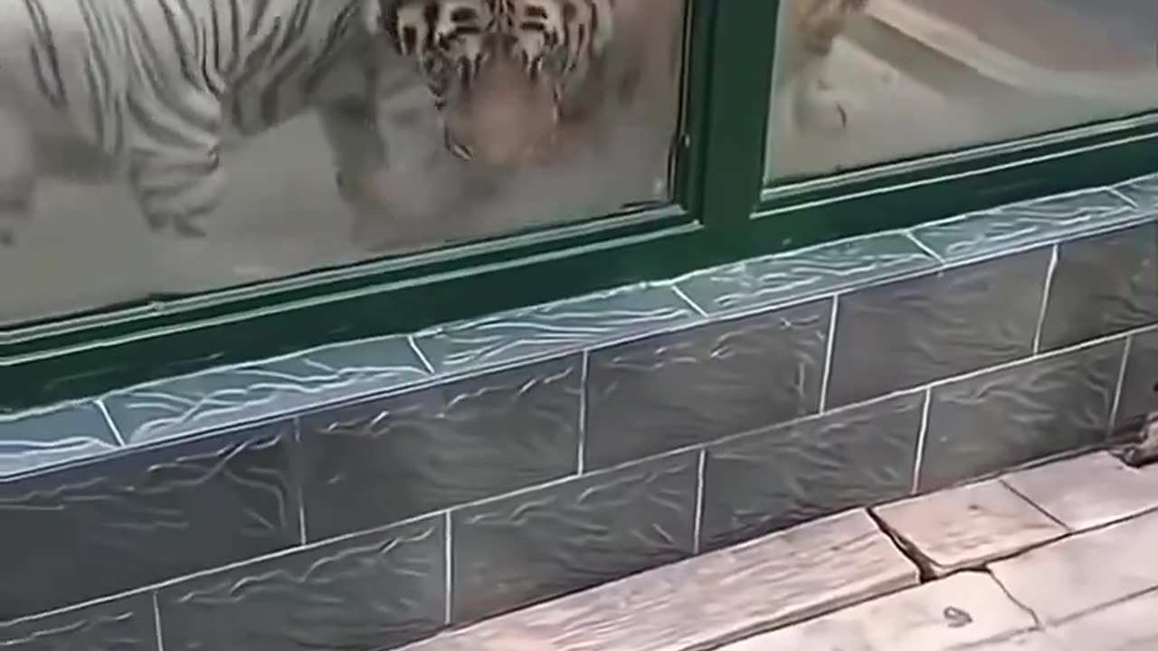 tigers seeing a kitten for the first time 🥹