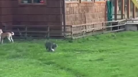 Funny animals 2023😆