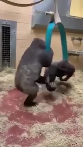 Gorrila fun with swing