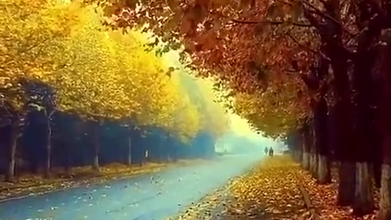 Find a road of fallen leaves,walk in the morning light