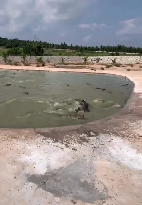 crocodile attacking pig #shorts