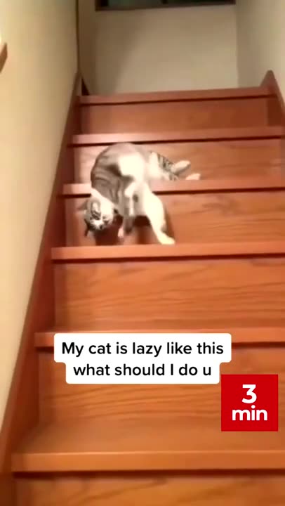 Very Funny Cats