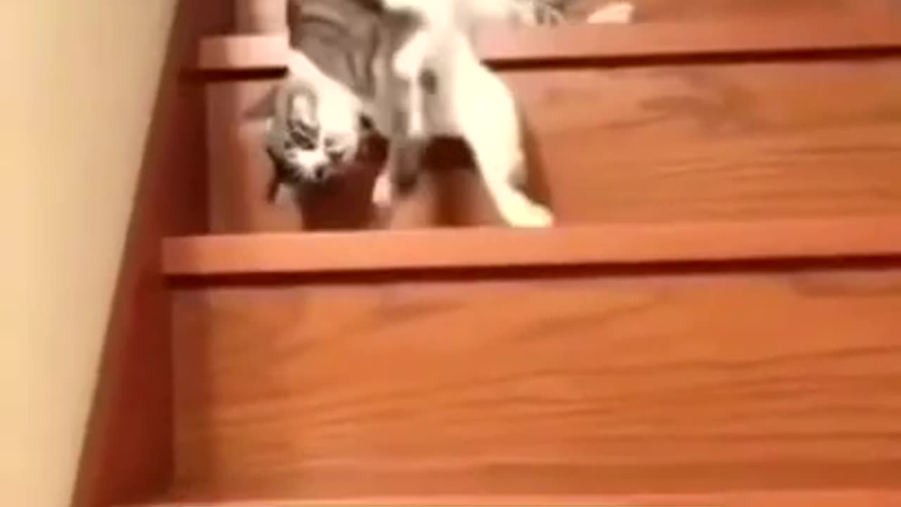 Very Funny Cats