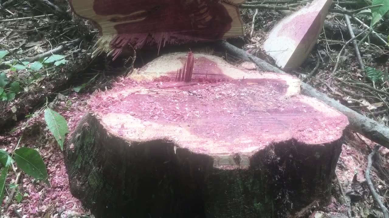 Northern Kentucky Project: Advanced Cuts - Steering the Tree