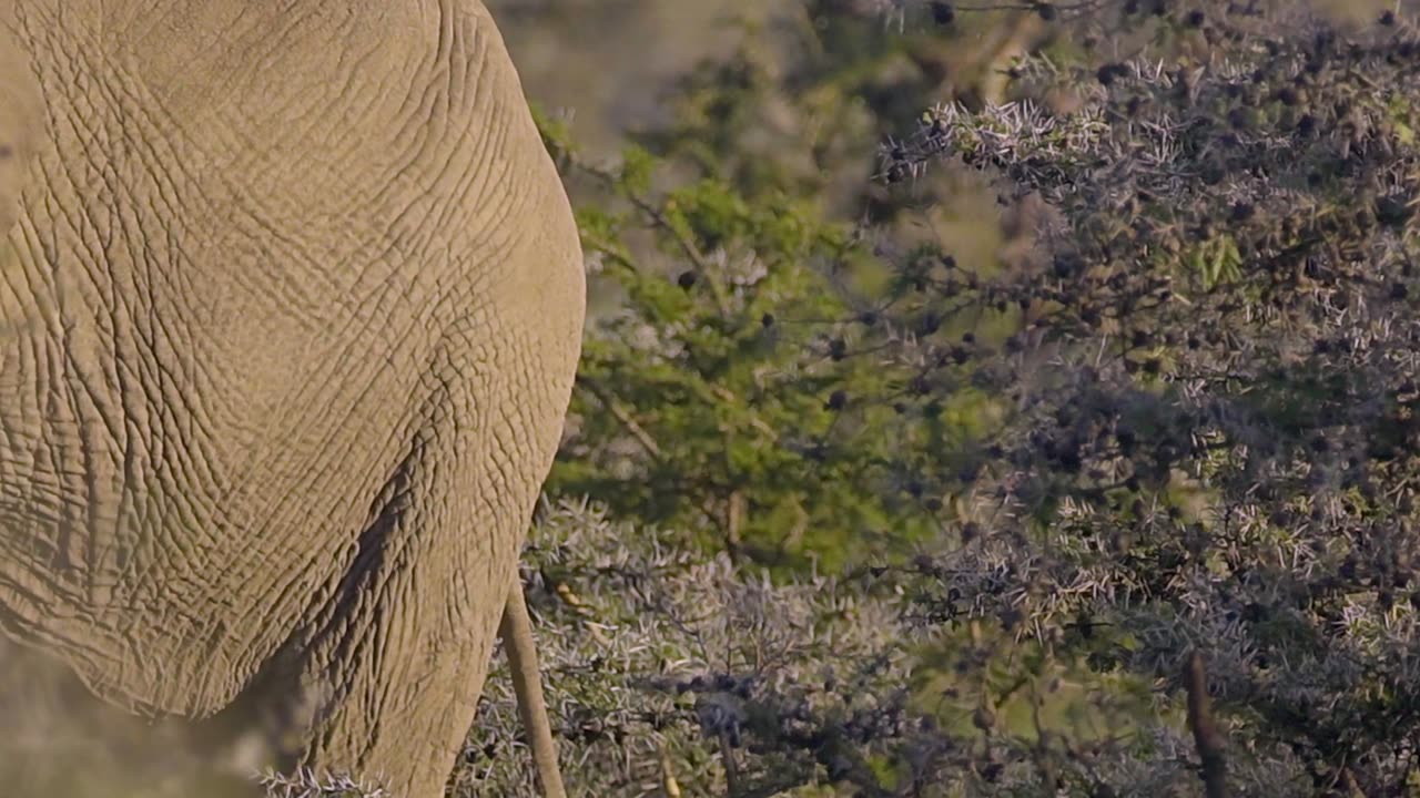 Elephant Grazing in African Scrubland SLO MO