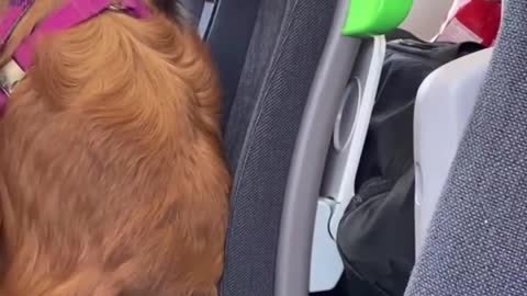 golden retriever stalking her ex from fake account