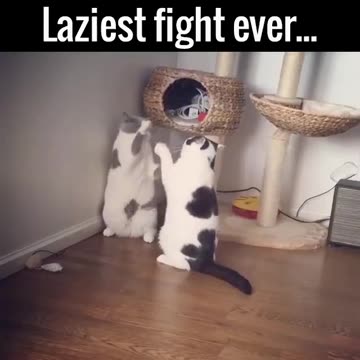 Laziest Cat Fight EVER !!