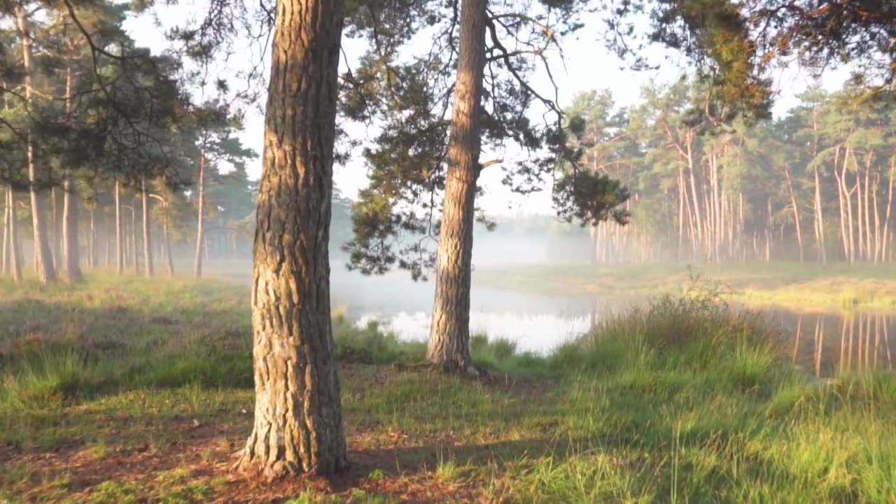 Chasing Rabbits
