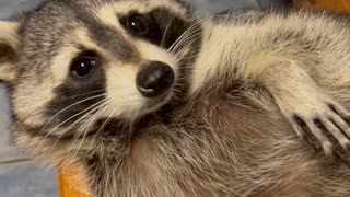 Biscuits the Raccoon Chills in Kitchen Drawer