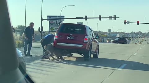 Good Samaritans Help Free Deer Stuck Under SUV