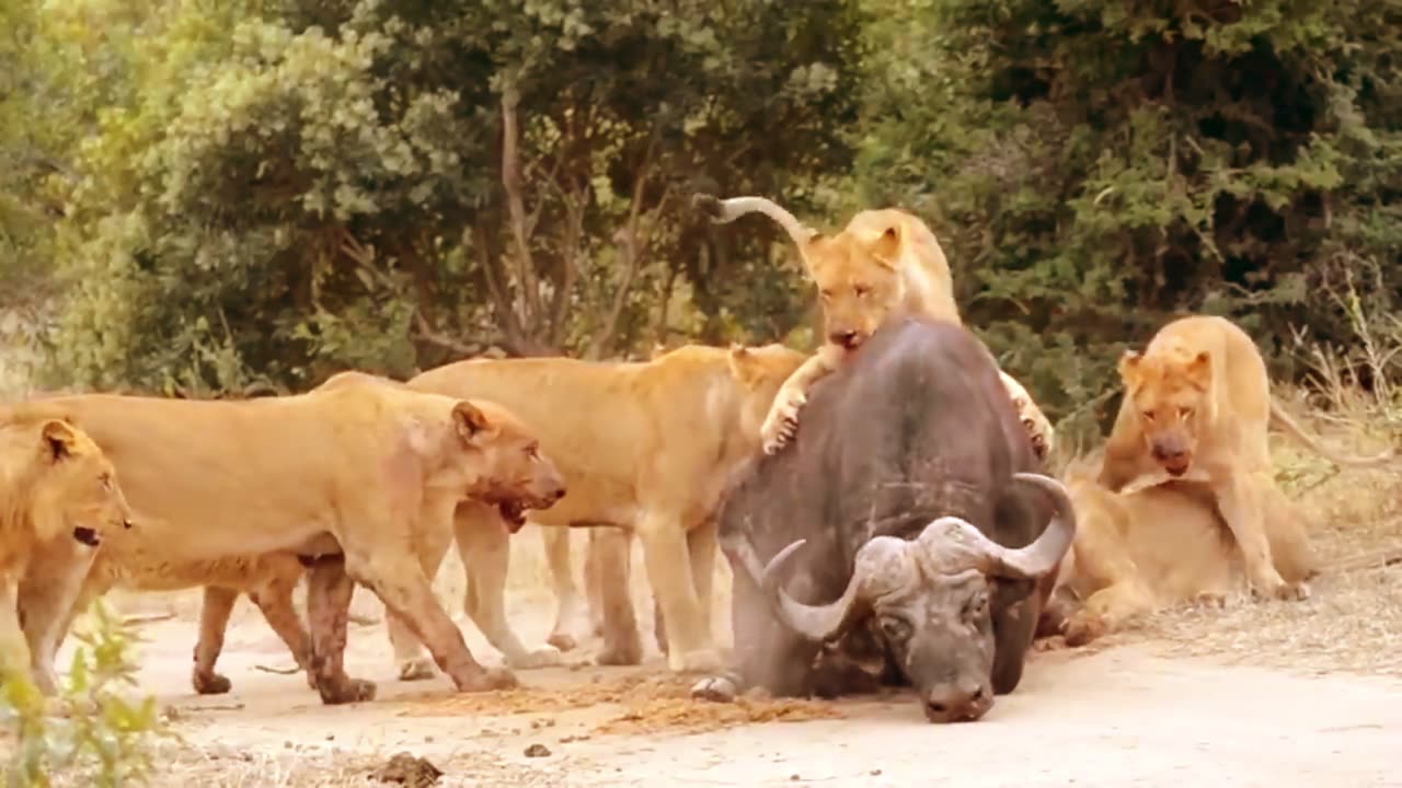 Buffalo ambush by a herd of Lions