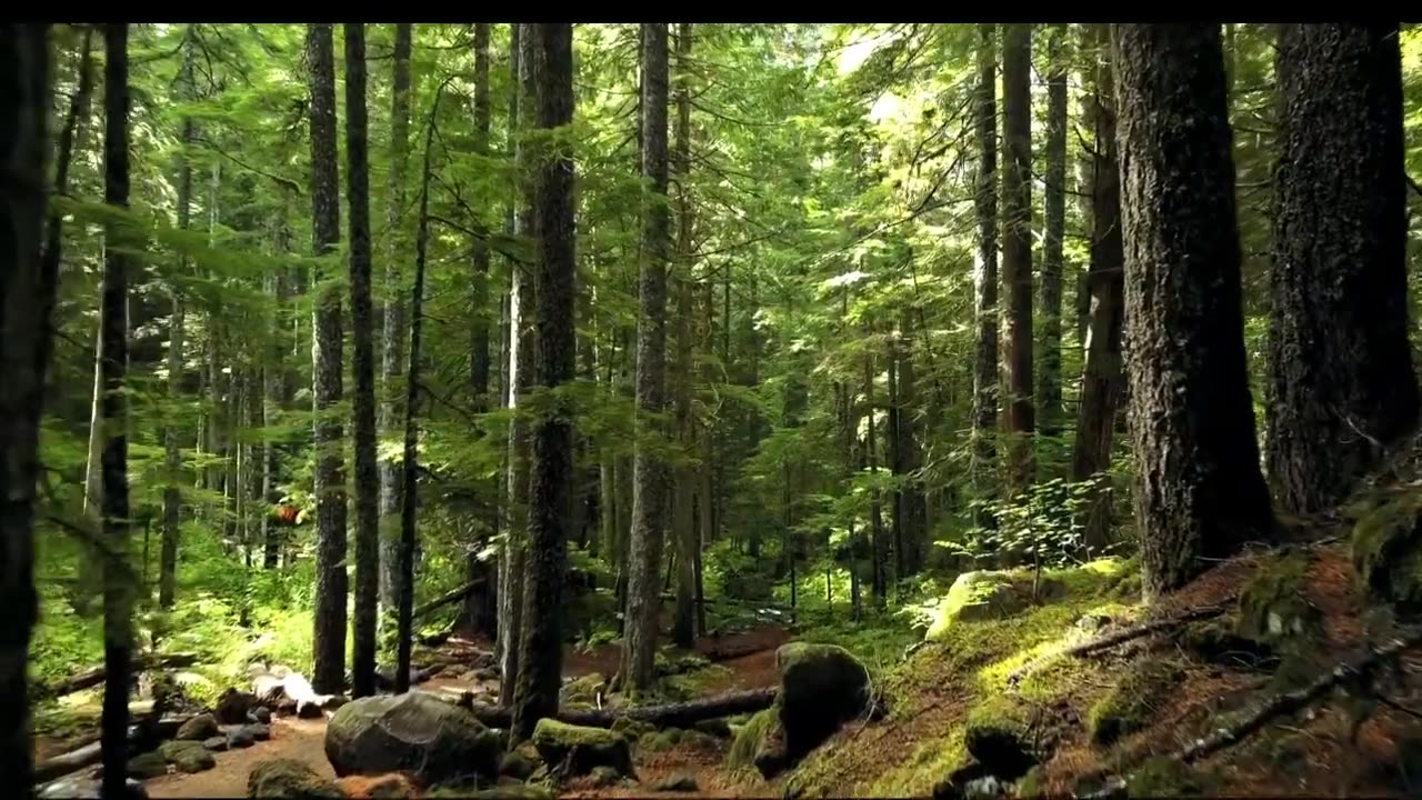 FOREST NATURE Cinematic Video Dramatic - Cinematic Copyright Free Music & Footage 2