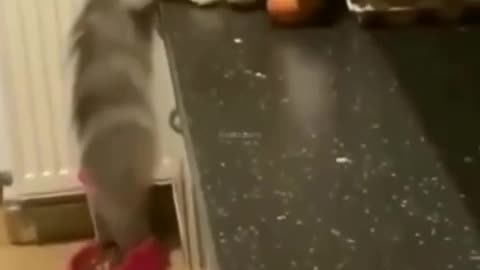 Funny animals- 3