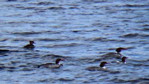 Mergansers